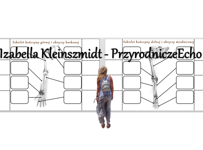 Notatki okienkowe „Szkielet kończyn i obręczy” – wykonane w power point do edycji. Biologia 7 . Temat „Szkielet kończyn i obręczy”, dział „Aparat ruchu”
