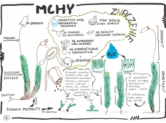 Mchy - Biologia - klasa 5