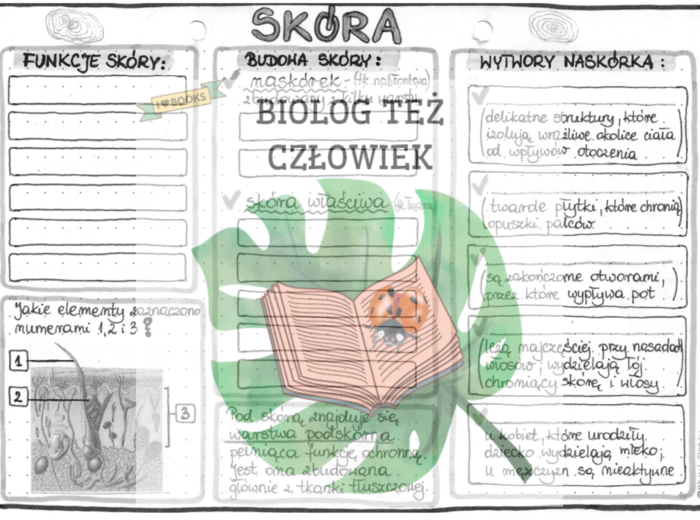 Skóra (budowa i funkcje) - szarość