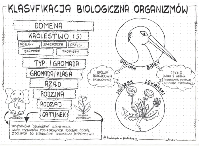 Klasa 5 - Klasyfikacja organizmów - pakiet