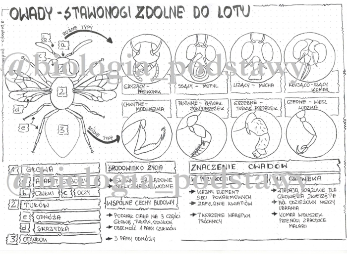 Klasa 6 - Owady - sketchnotka