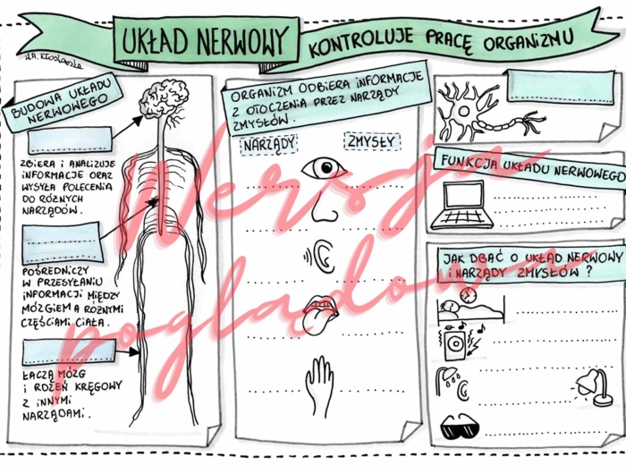 Układ nerwowy kontroluje pracę organizmu - przyroda kl. 4