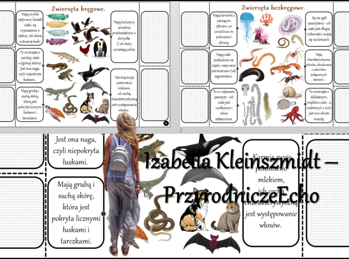 Notatka okienkowa/stacja zadaniowe/notatka/notatka graficzna/karta pracy/sketchnotka „ Kręgowce i bezkręgowce”, „W królestwie zwierząt” w pdf. Biologia 5 dział „Świat zwierząt”. Materiał wykonany na podstawie podręcznika z wydawnictwa Nowa Era – nowość 2