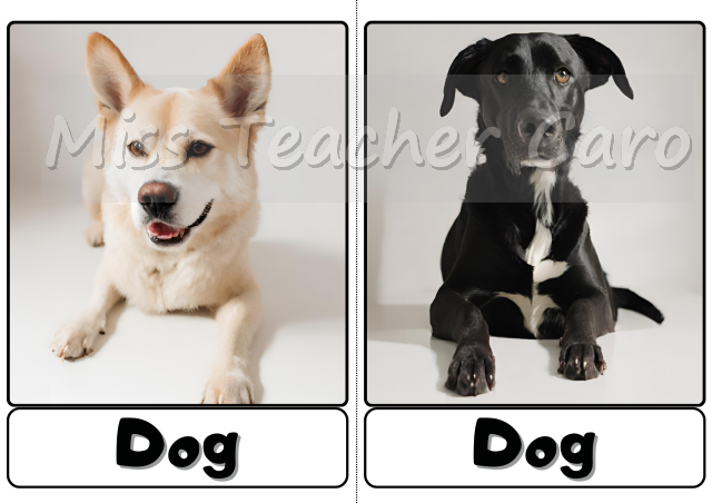 Flashcards - Animals - Pets
