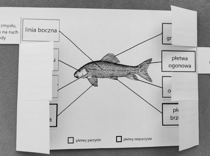 Ryby - okienkowa notatka