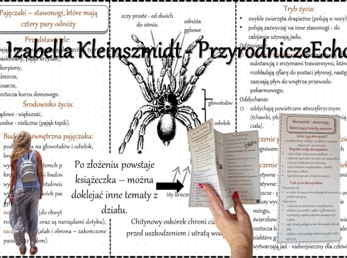 Broszurka/notatka/sketchnotka/wklejka/ściąga dla ucznia/przypomnienie dla nauczyciela w pdf. Biologia 6 „Stawonogi i mięczaki” – „Pajęczaki – stawonogi, które mają cztery pary odnóży”.