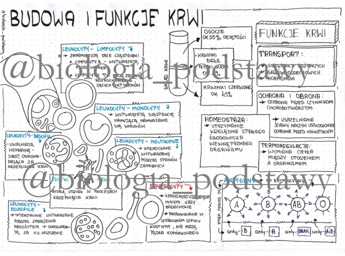 Klasa 7 - Budowa krwi - sketchnotka