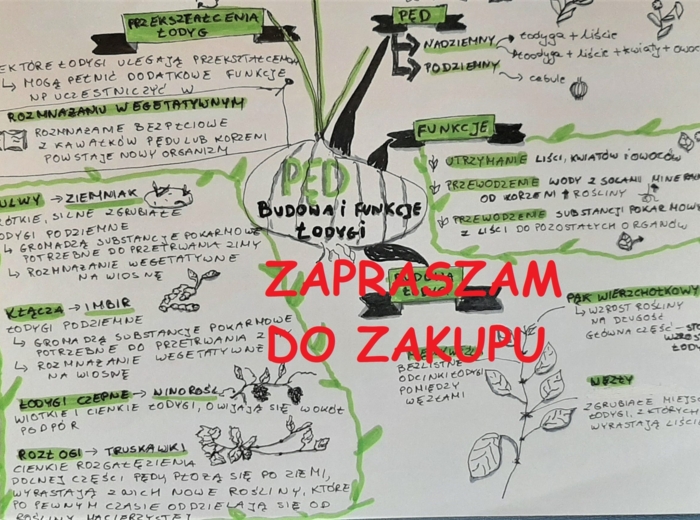 ?Biologia klasa 5 - pęd, budowa i funkcje łodygi