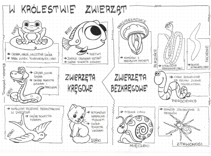 Klasa 6 - W królestwie zwierząt - sketchnotka