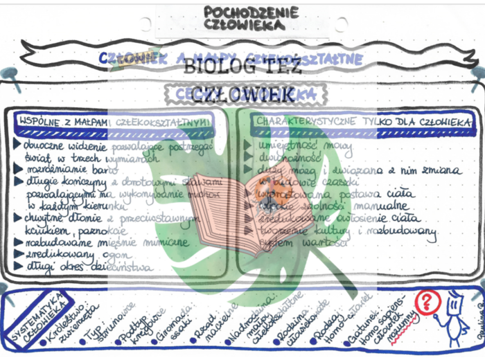 EWOLUCJONIZM (pochodzenie człowieka) - kolor