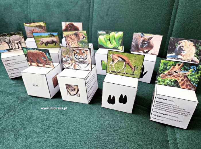 Zwierzęta egzotyczne – kubiki