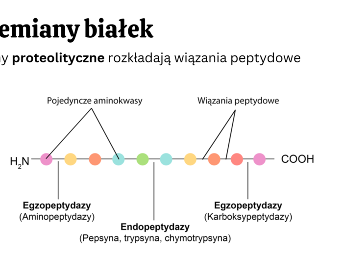 Układ pokarmowy 3 KLASA ROZSZERZONA BIOLOGIA