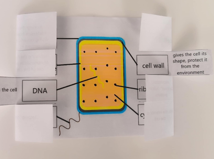 Komórka bakteryjna / Bacterial cell - okienkowa notatka po angielsku