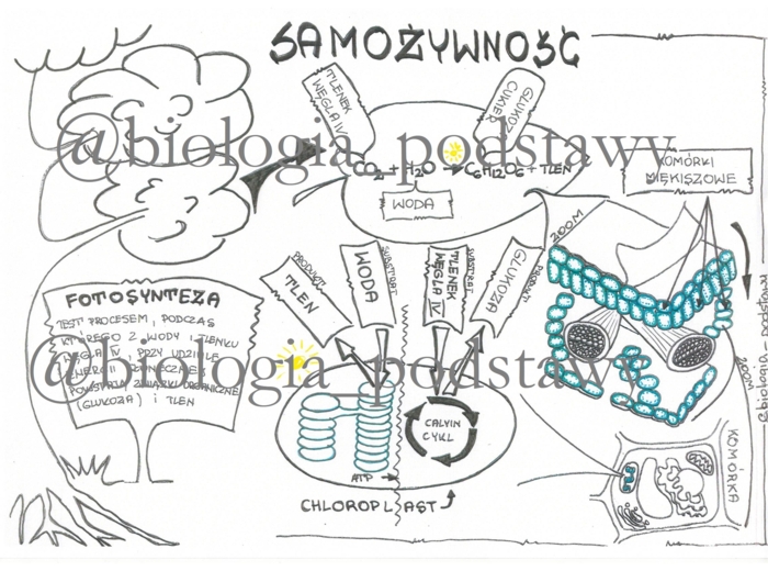 Klasa 5 - Samożywność - sketchnotka