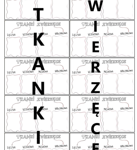 TKANKI ZWIERZĘCE - MINI WKLEJKA