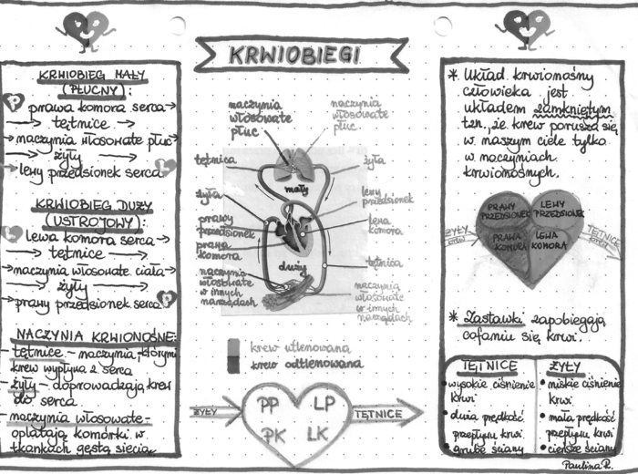 Układ krwionośny - krwiobiegi - szarość - klasa 7
