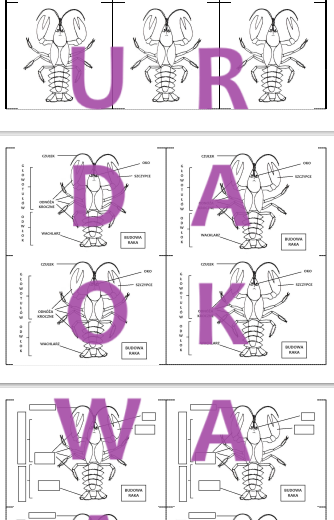 BUDOWA SKORUPIAKA NA PRZYKŁADZIE RAKA