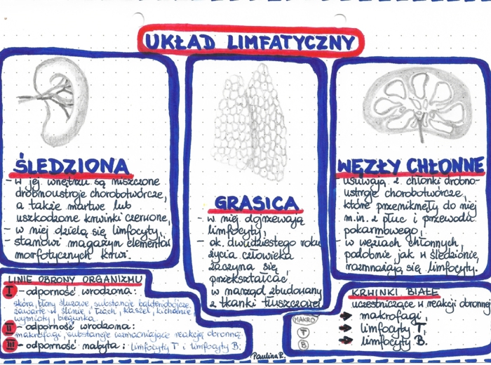 Układ limfatyczny - kolor - klasa 7