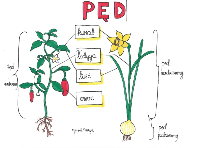 Klasa 5. Biologia. Pęd