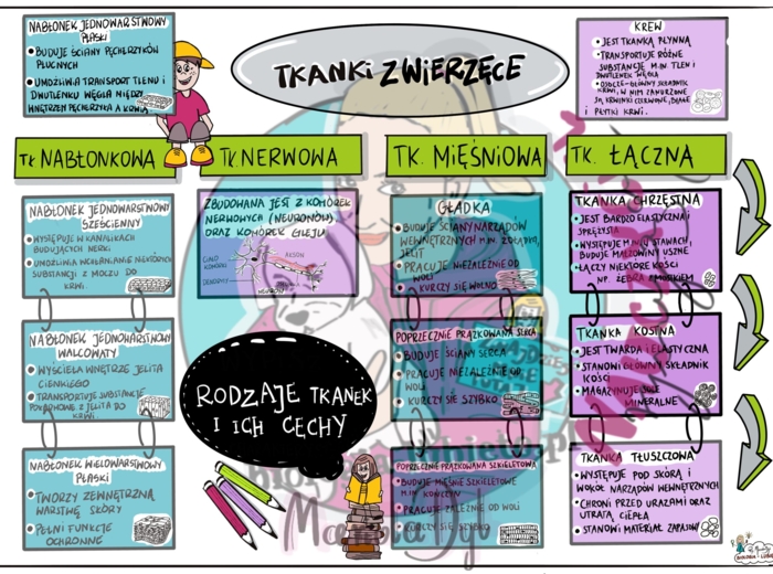 Klasa 6. Tkanki zwierzęce. Wklejka do zeszytu.