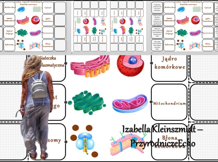 Notatka okienkowa/stacja zadaniowe/notatka interaktywna/notatka graficzna/karta pracy/sketchnotka „Funkcje organelli komórkowych komórki zwierzęcej”, „Komórka zwierzęca” w pdf. Biologia 5. Dział „Budowa i czynności życiowe organizmów”. Materiał wykonany 
