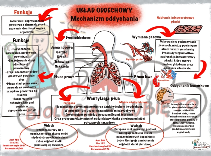 Biologia. Układ oddechowy, mechanizm oddychania. Notatka wizualna