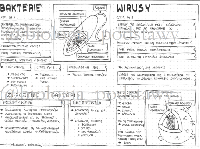Klasa 5 - Bakterie i wirusy - sketchnotka