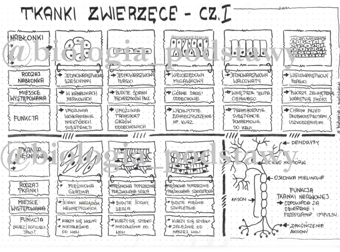 Klasa 6 - Tkanki: nabłonkowa, mięśniowa, nerwowa - sketchnotka