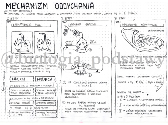 Klasa 7 - Mechanizm oddychania - sketchnotka