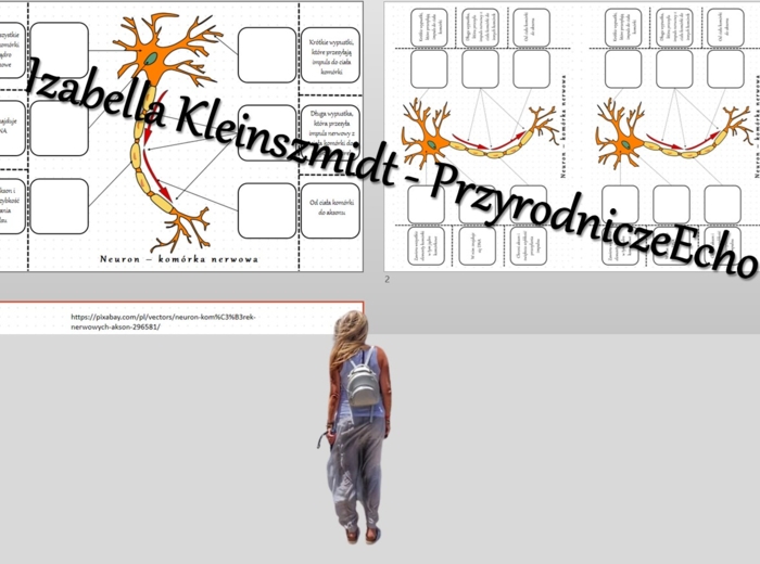 Notatka okienkowa „Budowa neuronu” – wykonana w power point do edycji. Biologia 6 . Dział „Świat zwierząt”