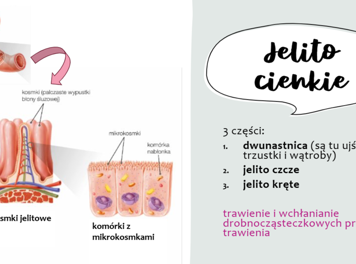 Układ pokarmowy KLASA 2 PODSTAWA BIOLOGIA