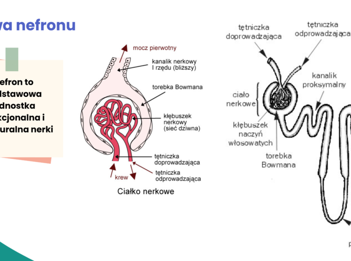 Układ wydalniczy 3 KLASA ROZSZERZENIE BIOLOGIA