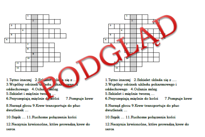 Logogryf z hasłem układ nerwowy dla klasy 4