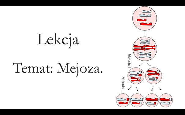 Liceum klasa 1 ( zakres rozszerzony ) - Cykl komórkowy. Mejoza - prezentacja