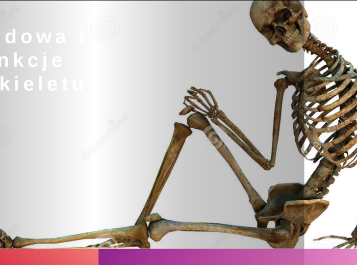 Układ ruchu KLASA 3 ROZSZERZENIE BIOLOGIA