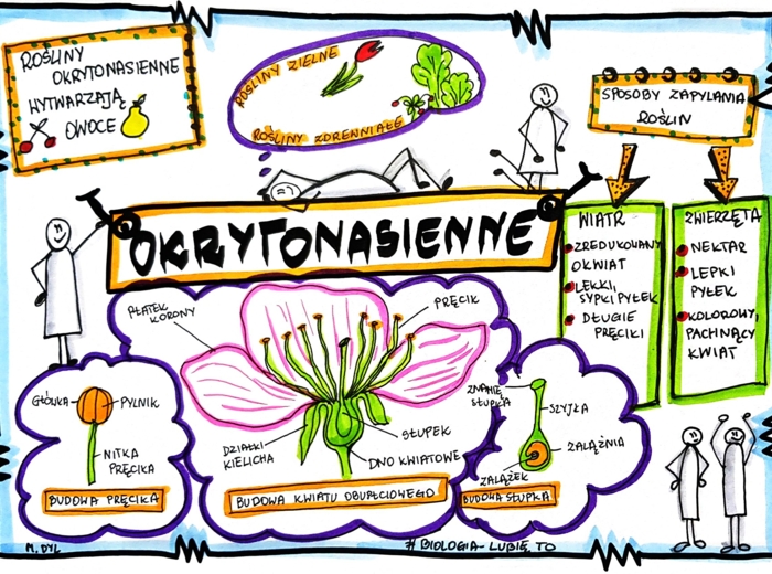 Klasa 5. Biologia. Okrytonasienne (karta pracy kolorowa)