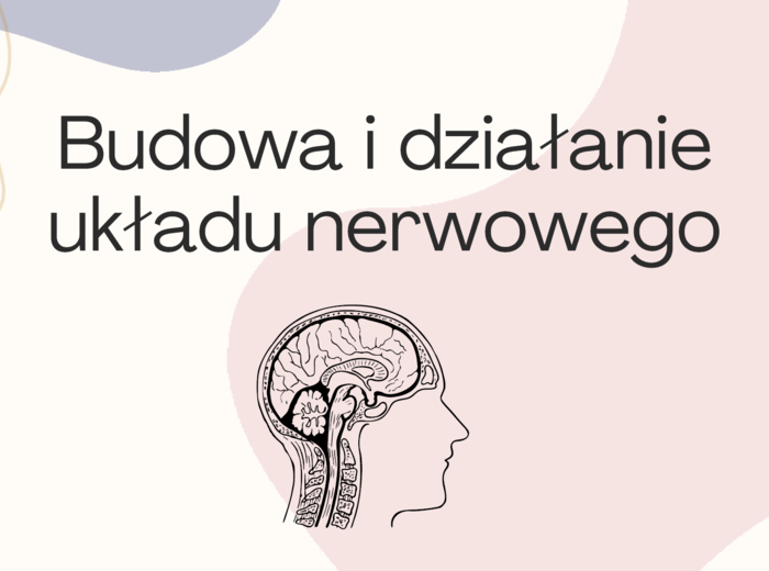 Budowa i działanie układu nerwowego 3 KLASA ROZSZERZENIE BIOLOGIA