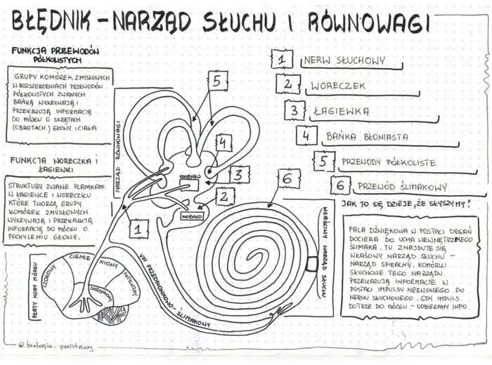 Ucho - klasa 7 - sketchnotka