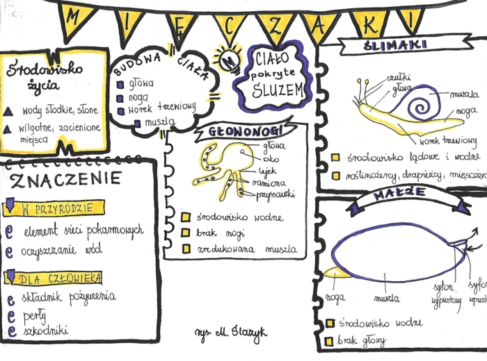 Klasa 6. Biologia. Mięczaki