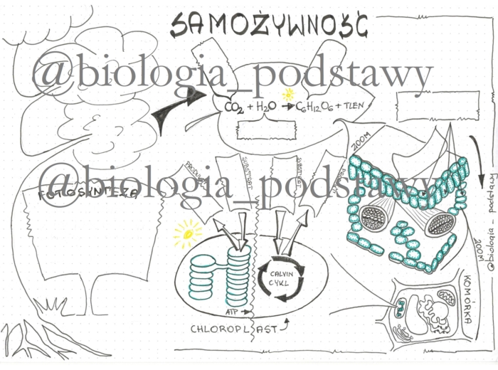 Klasa 5 - Samożywność sketchnotka KP