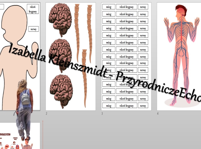 Budowa układów narządów człowieka – układanki do zalaminowania. Przyroda 4 / Biologia 7. Układy narządów człowieka. Przyroda 4, „Odkrywamy tajemnice ciała człowieka”.