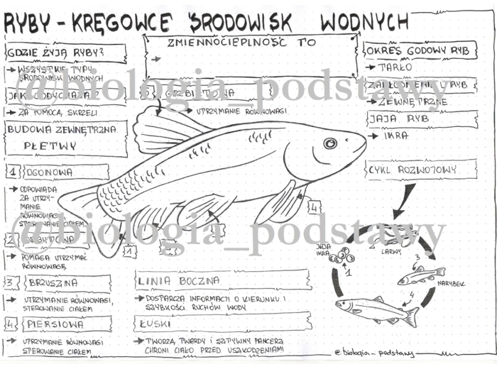 Klasa 6 - Ryby - sketchnotka