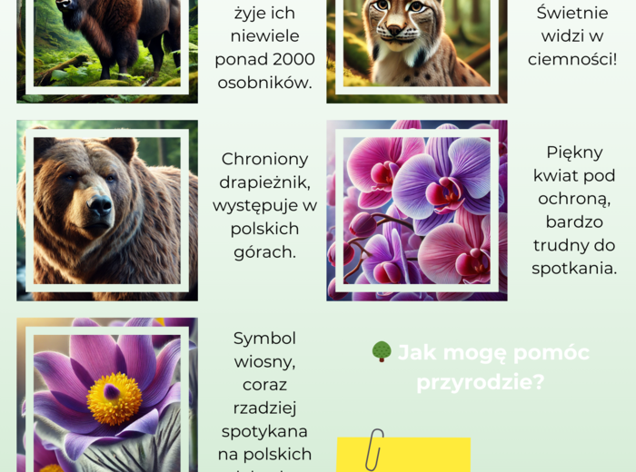 Infografiki. Zagrożone zwierzęta i rośliny. Segregacja odpadów. Oszczędzanie zasobów naturalnych.