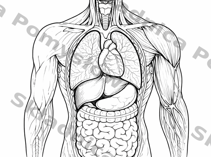 ANATOMIA CZŁOWIEKA - kolorowanka XXL do druku - 9 kart A4 + miniatura A4