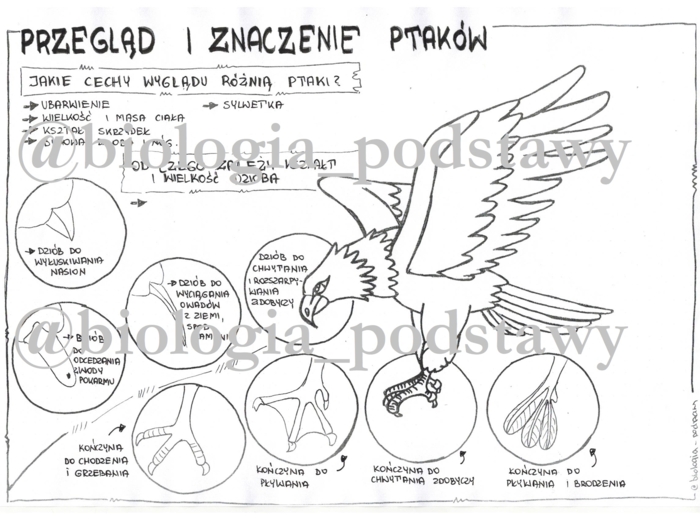 Klasa 6 - Ptaki - przegląd i znaczenie - sketchnotka