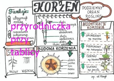 Klasa 5. Biologia. Korzeń