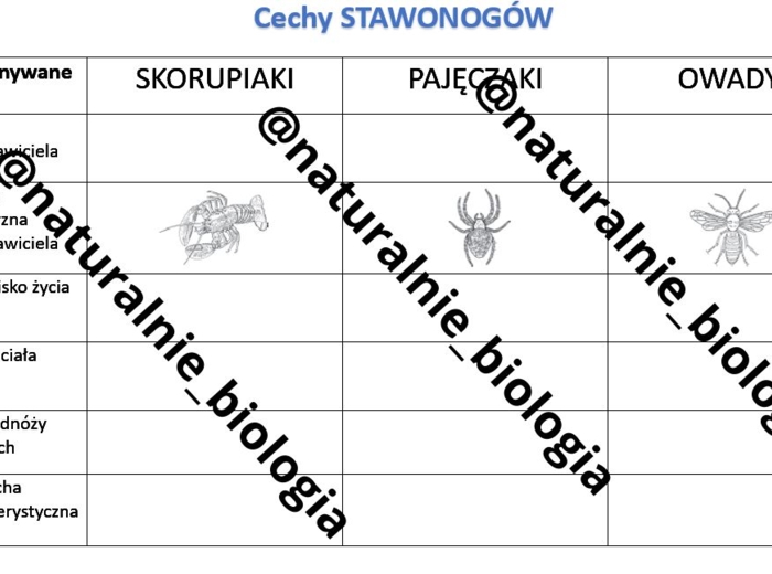 Cechy stawonogów - tabelka