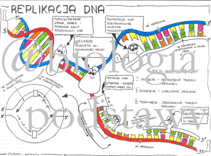 Klasa 8 - Replikacja DNA - sketchnotka