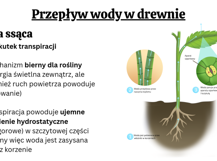 funkcjonowanie roślin KLASA 2 BIOLOGIA ROZSZERZONA