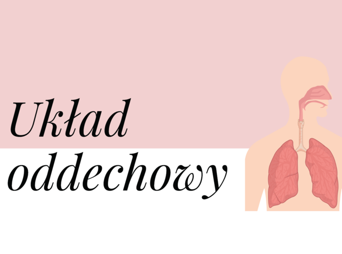 Układ oddechowy KLASA 2 PODSTAWA BIOLOGIA